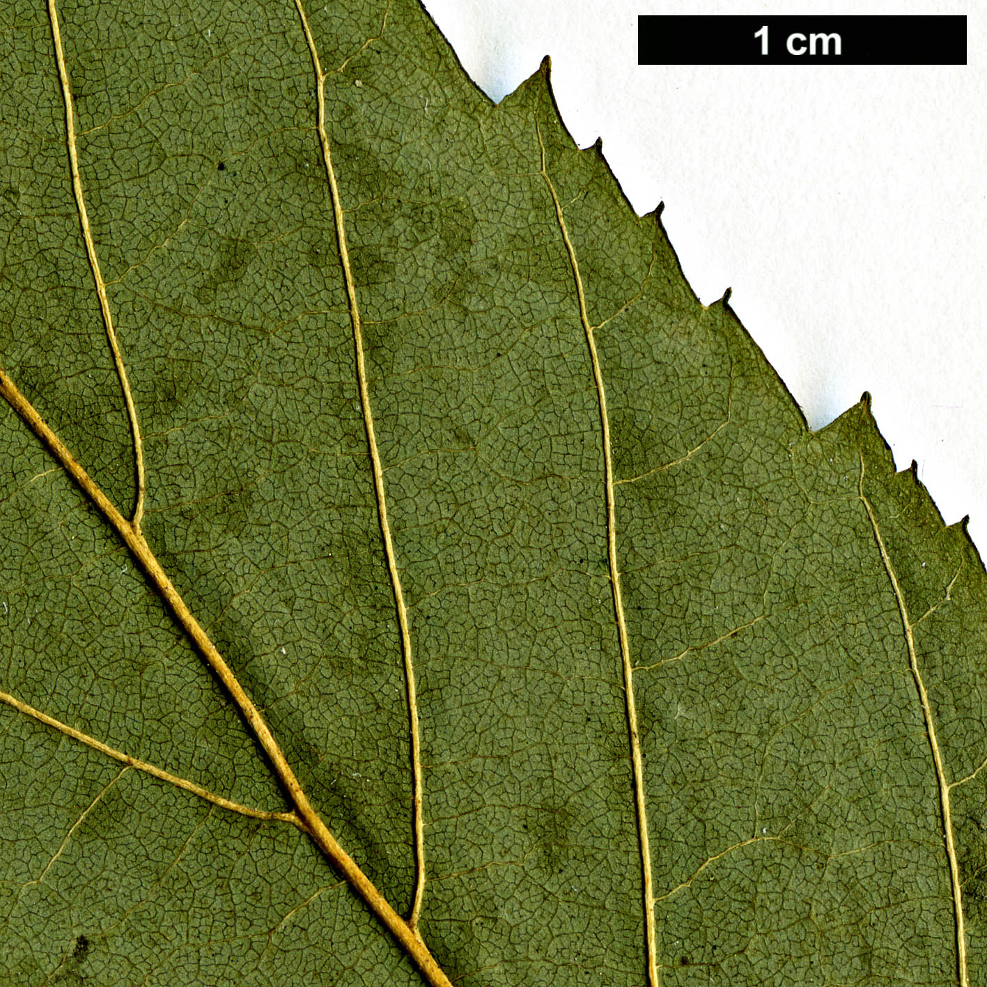 High resolution image: Family: Betulaceae - Genus: Alnus - Taxon: acuminata - SpeciesSub: subsp. glabrata